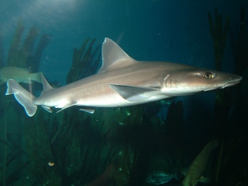 National Marine Aquarium