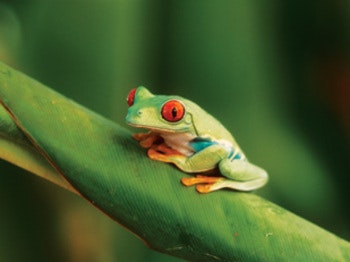 The Living Rainforest