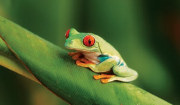 The Living Rainforest