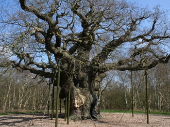 Sherwood Pines Forest Park