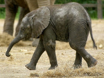 Howletts Wild Animal Park
