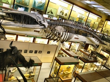 University of Aberdeen, Zoology Museum