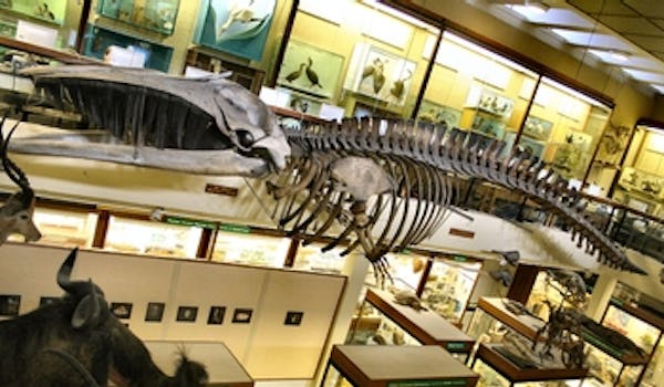 University of Aberdeen, Zoology Museum