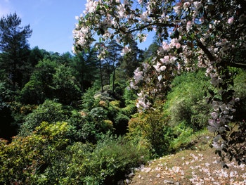 Crarae Garden