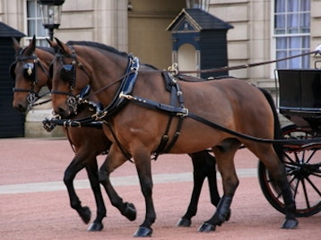 The Royal Mews @ Buckingham Palace venue photo