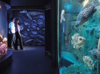Oceanarium