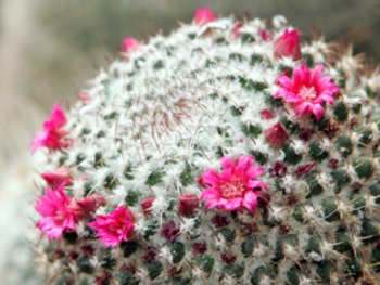 Moorbank Botanic Garden