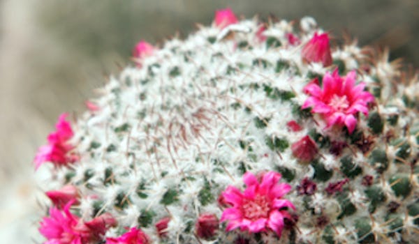 Moorbank Botanic Garden