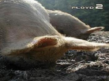 Floyd 2 artist photo
