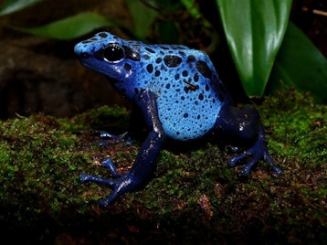 New Amphibians Exhibit At London Zoo picture