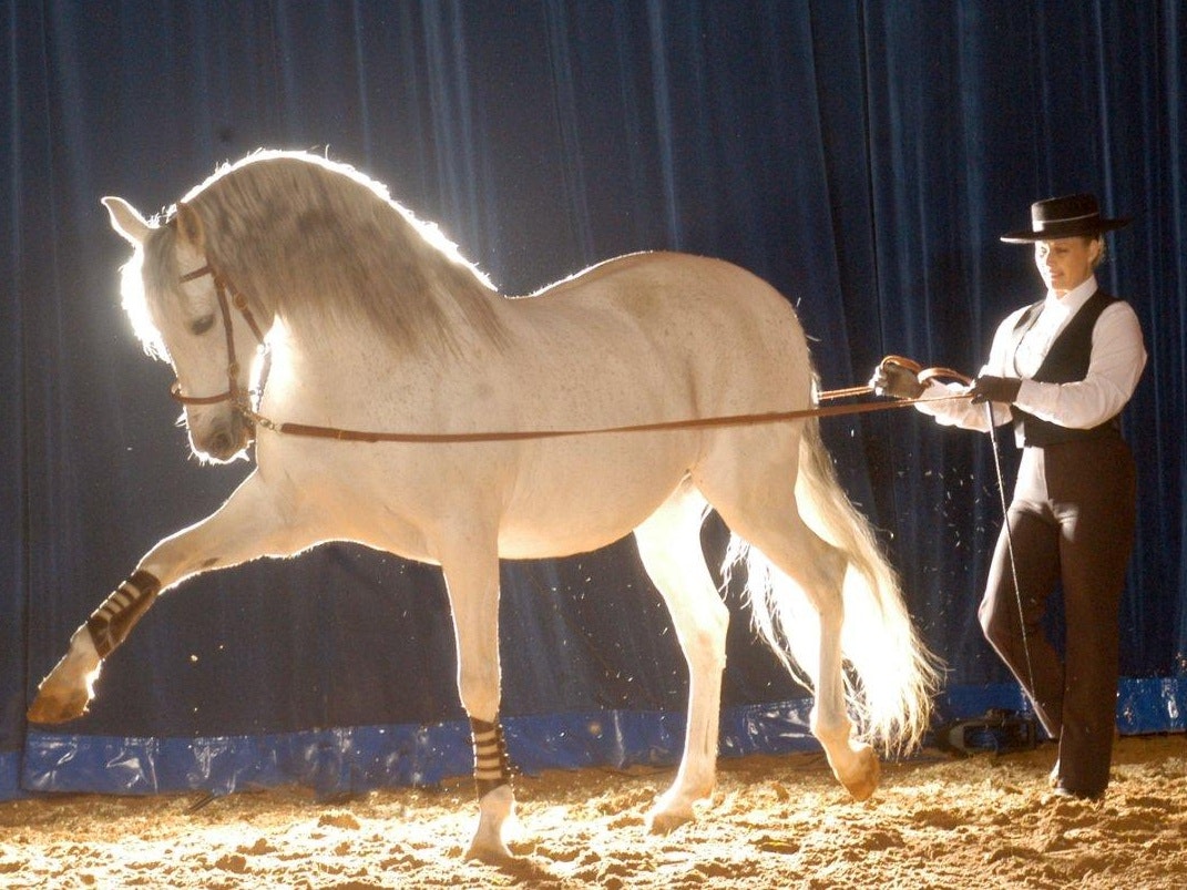 spirit-of-the-horse-tour-dates-tickets-2024-ents24