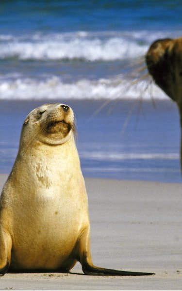 Tiny Tales: Seals And Secret Shores