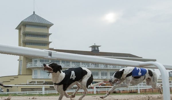 The Thrill Of The Track! Brand New Greyhound Racing