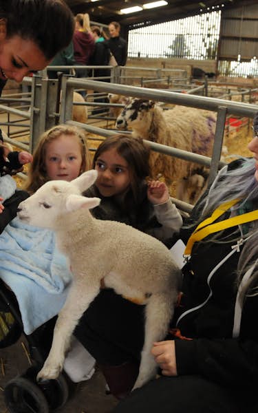 Easter Lambing Sponsored By Simplyhealth