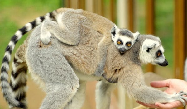 Mad About Madagascar Easter Holidays