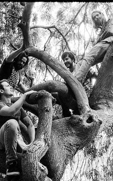 Elder, Cough, Elephant Tree, Goram