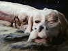 The NeverEnding Story