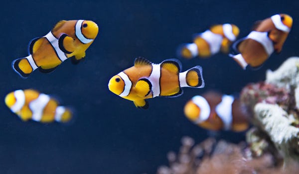 Secrets Of The Reef 