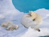 To The Arctic