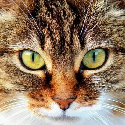Meow Sector