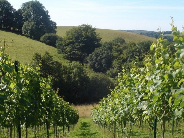 Wellhayes Vineyard