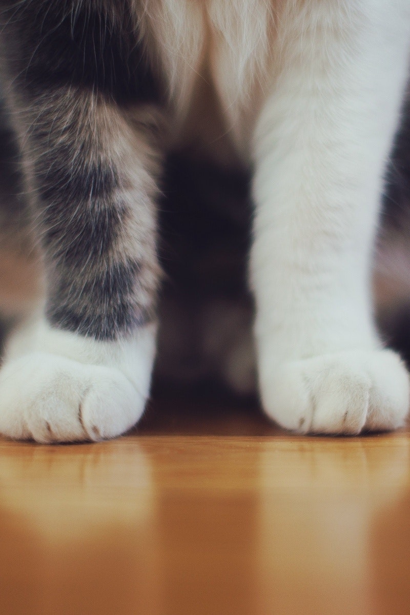 Xander Cat Socks