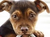 A Dog's Way Home