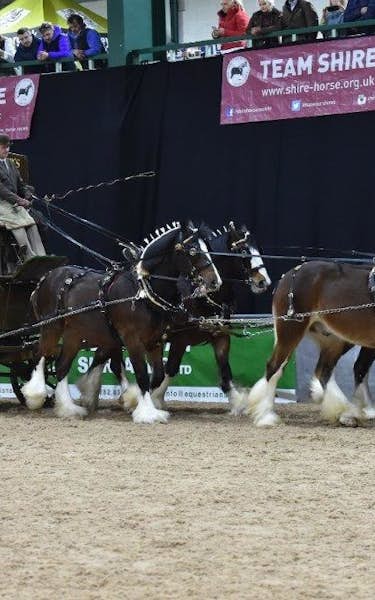 Shire Horse Society National Show 2020