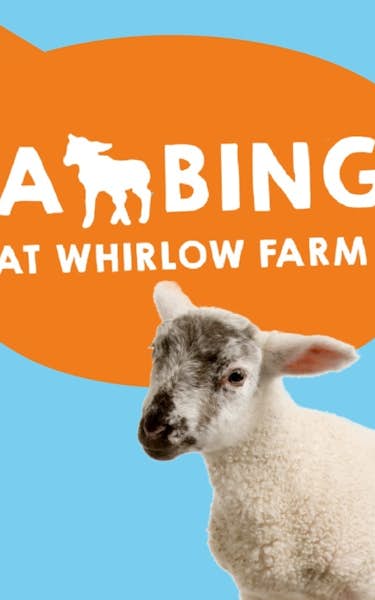 Lambing at Whirlow Hall Farm