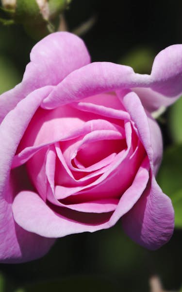 Talk: A History of the Rose, with Cultivation and Selection