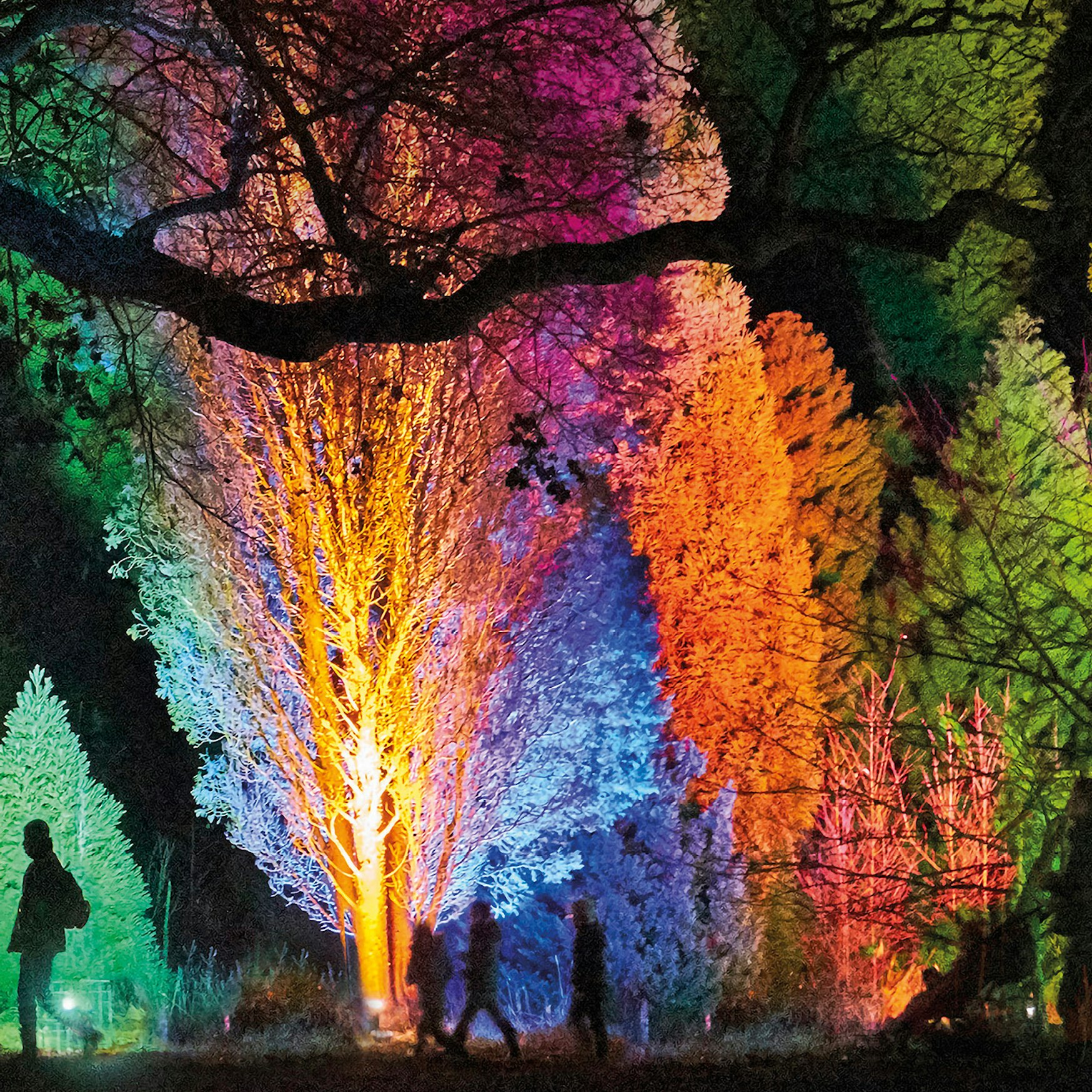 Christmas At Bedgebury Goudhurst Tickets Bedgebury Pinetum 20th Nov 2020 Ents24