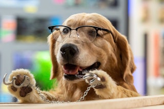 Image for Cats & Dogs: Paws Unite!