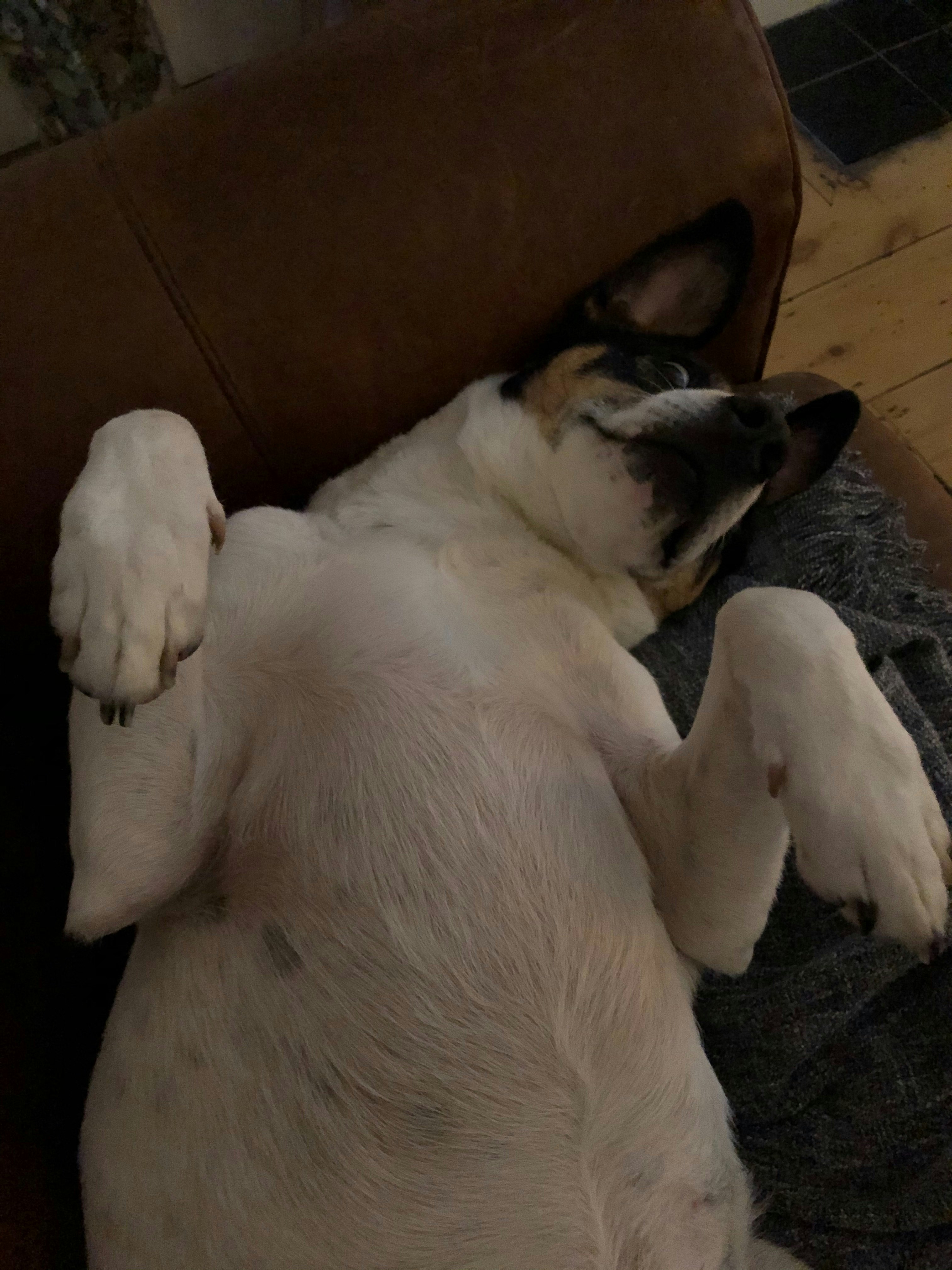 Kikker