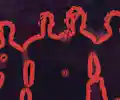 Shadows of a Silhouette appearing at this event