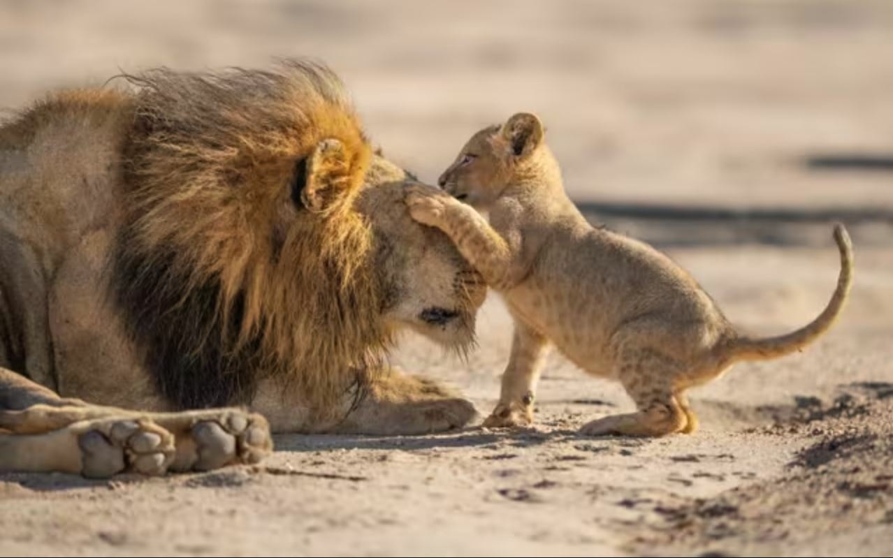 Parenthood In Concert with Sam Ryder...