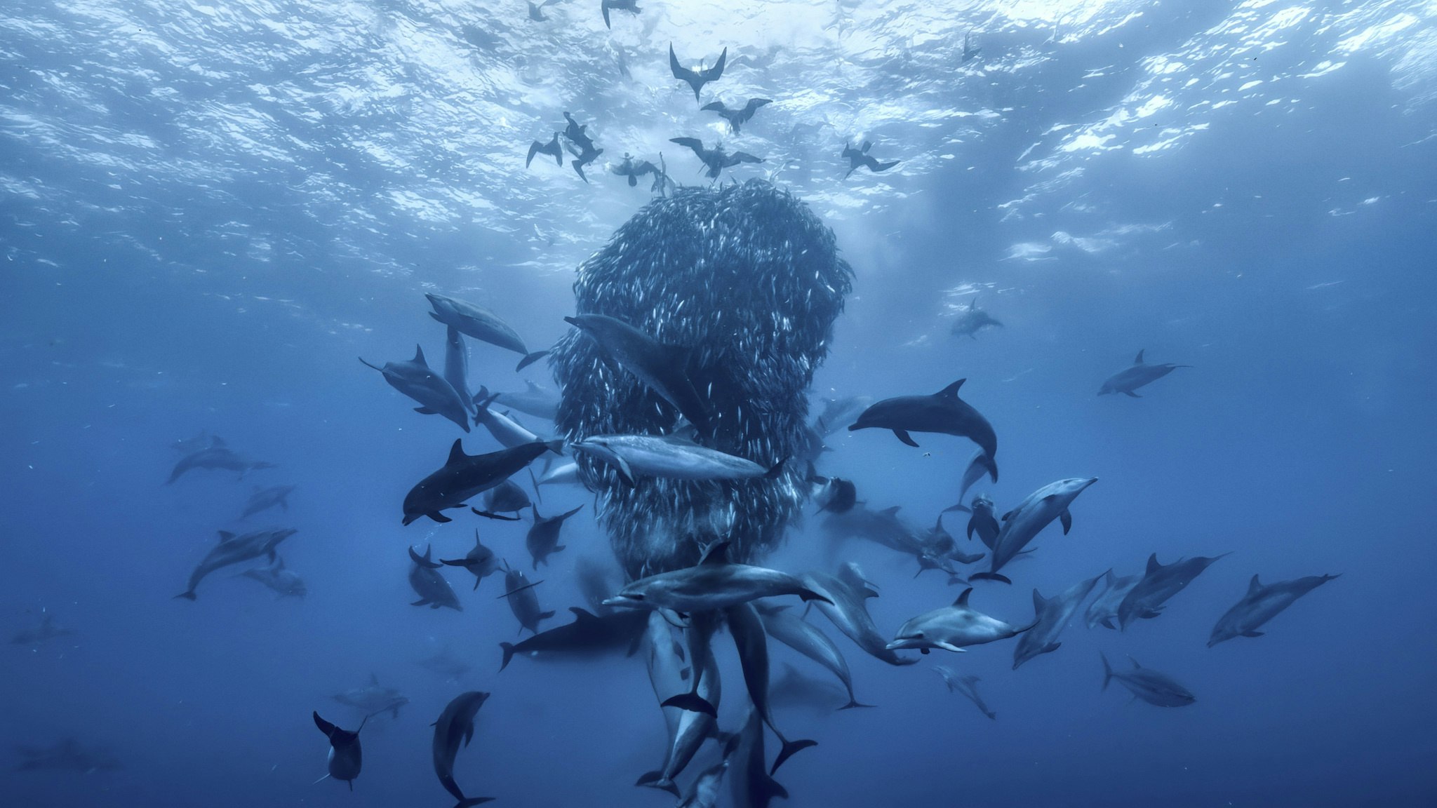 David Attenborough's Ocean In Concert