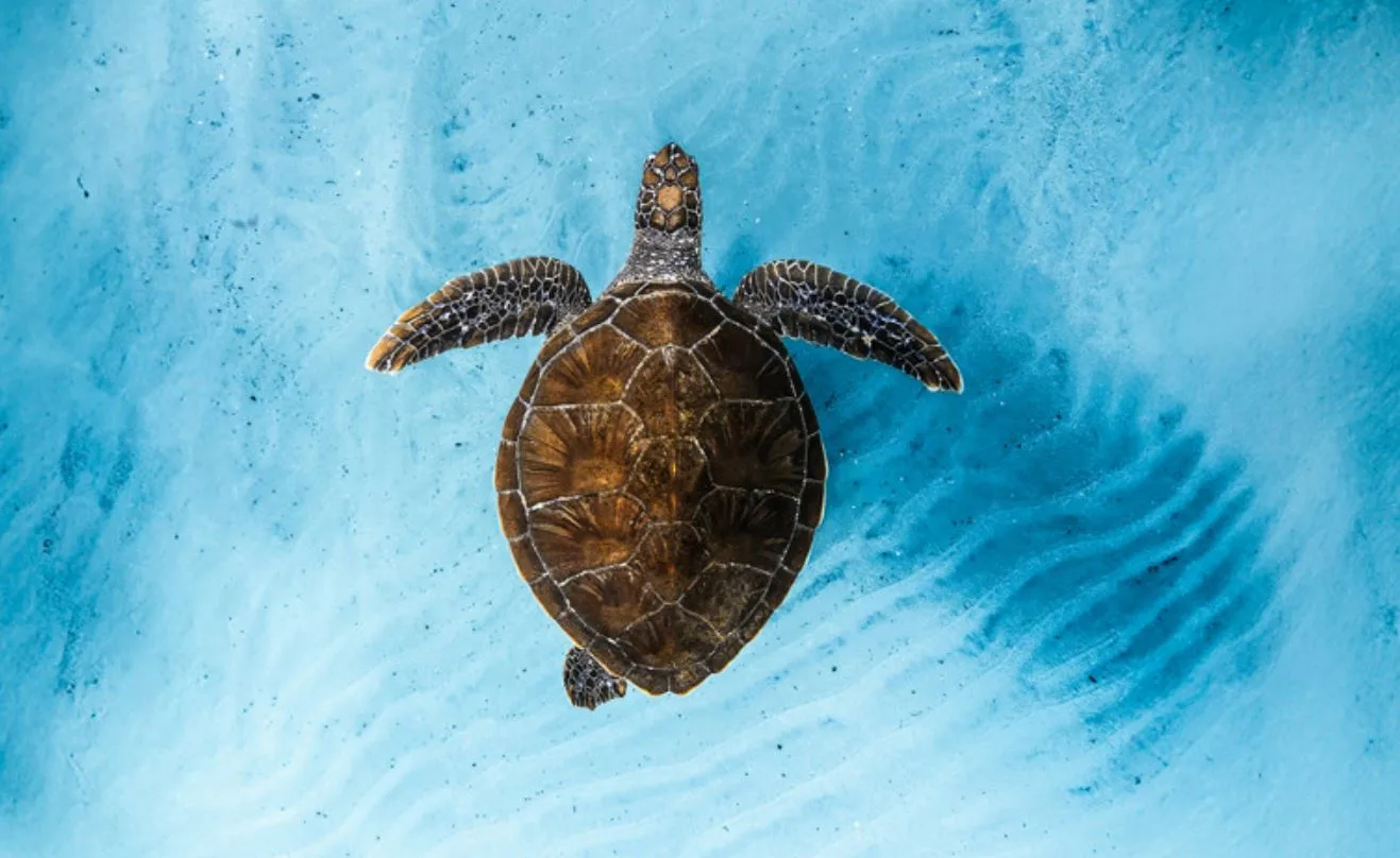 Picture of Ocean Film Festival 2026