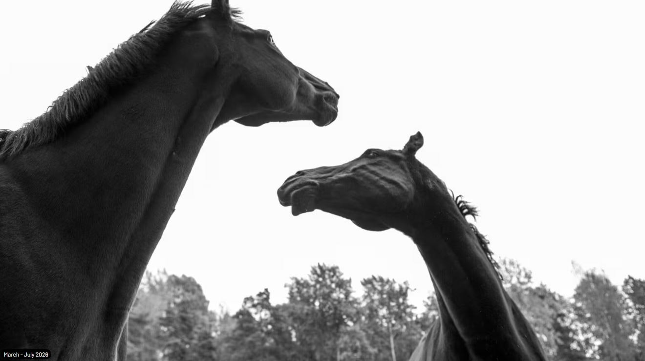 Picture of Foal