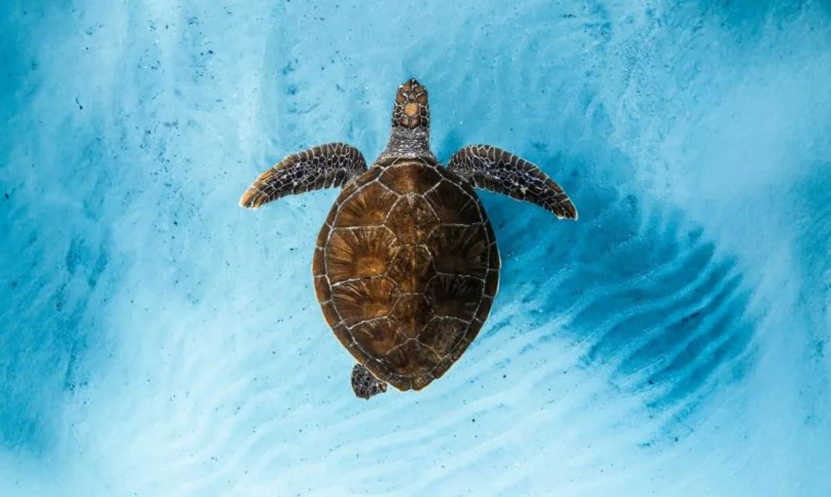 Picture of Ocean Film Festival World Tour 2026