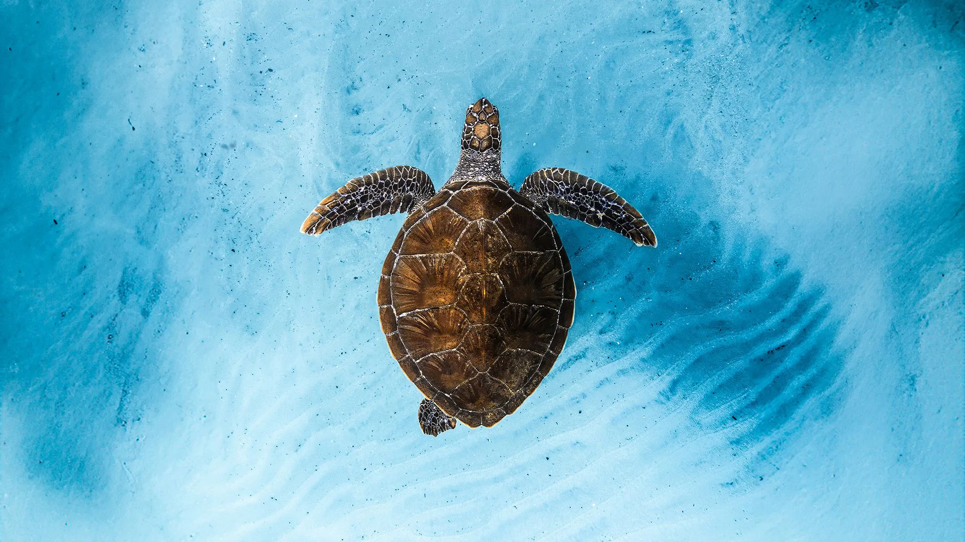 Picture of Ocean Film Festival