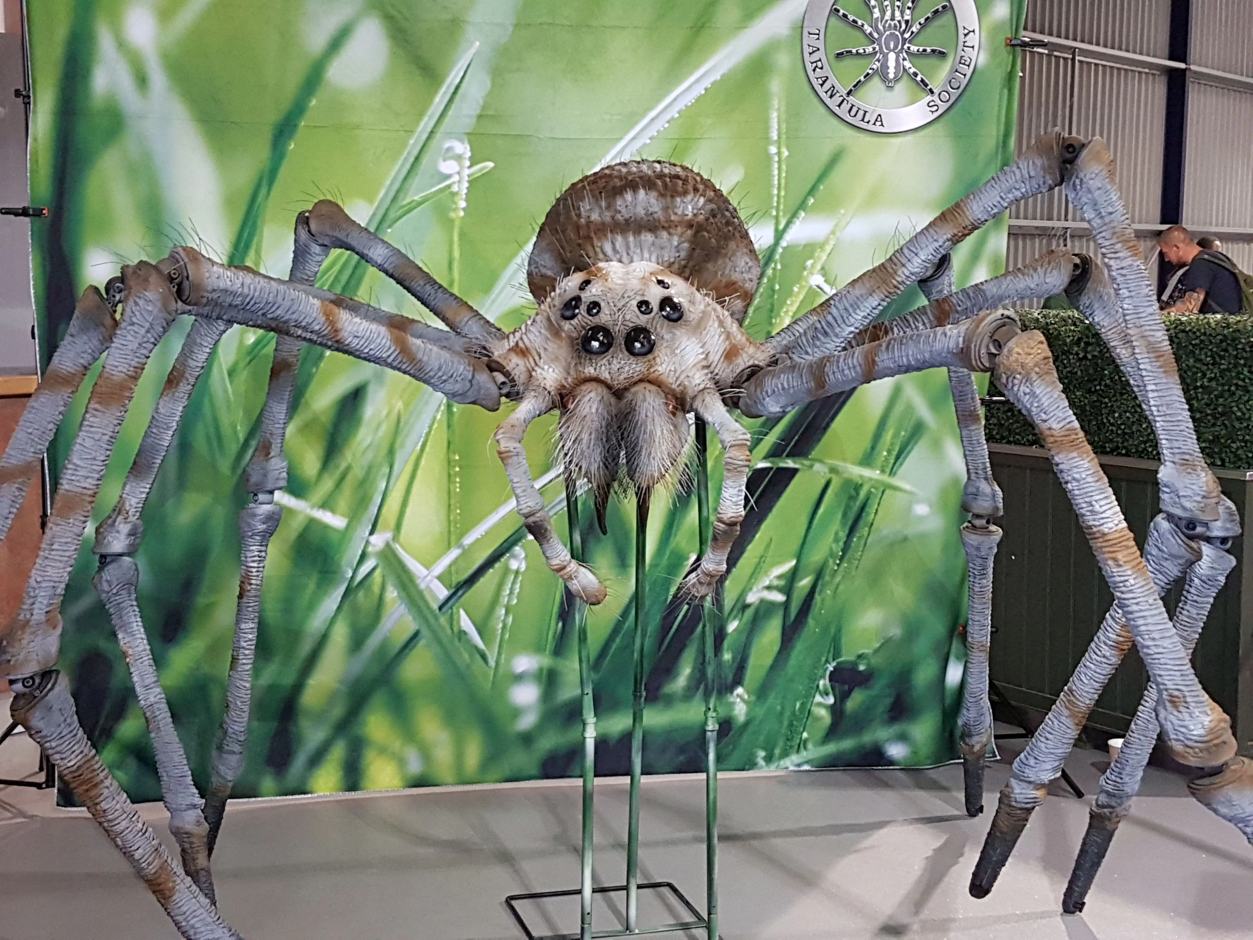 Picture of British Tarantula Society Exhibition