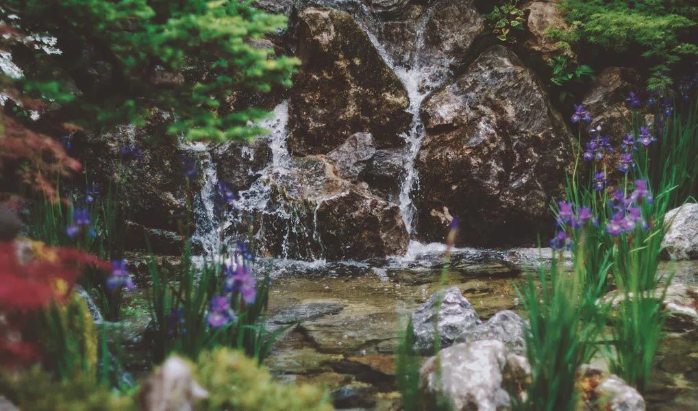 Picture of RHS Chelsea Flower Show